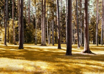 ps调色教程-将绿色森林调出秋天的秋黄色彩